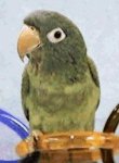 Blue Crown Conure
