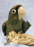 Mitred Conure